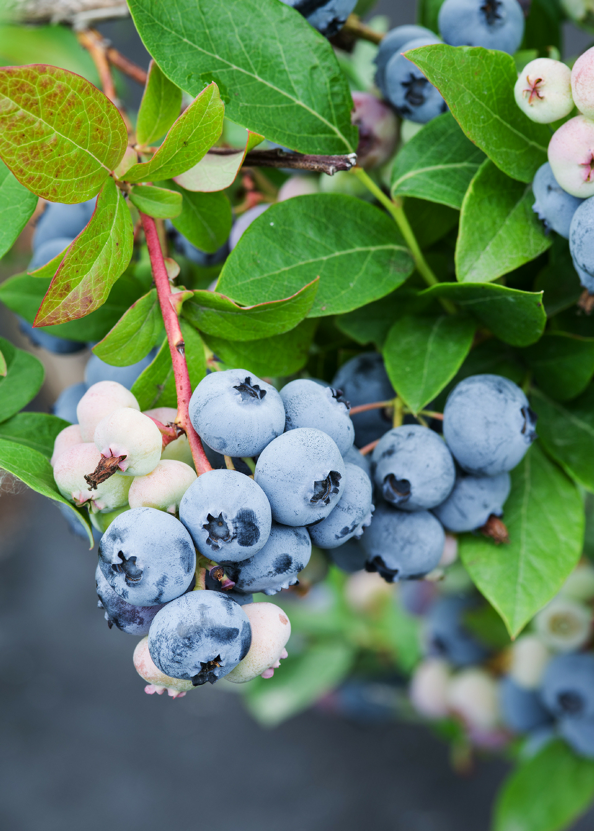 Blueberry 'Sunshine Blue' (Vaccinium corymbosum)