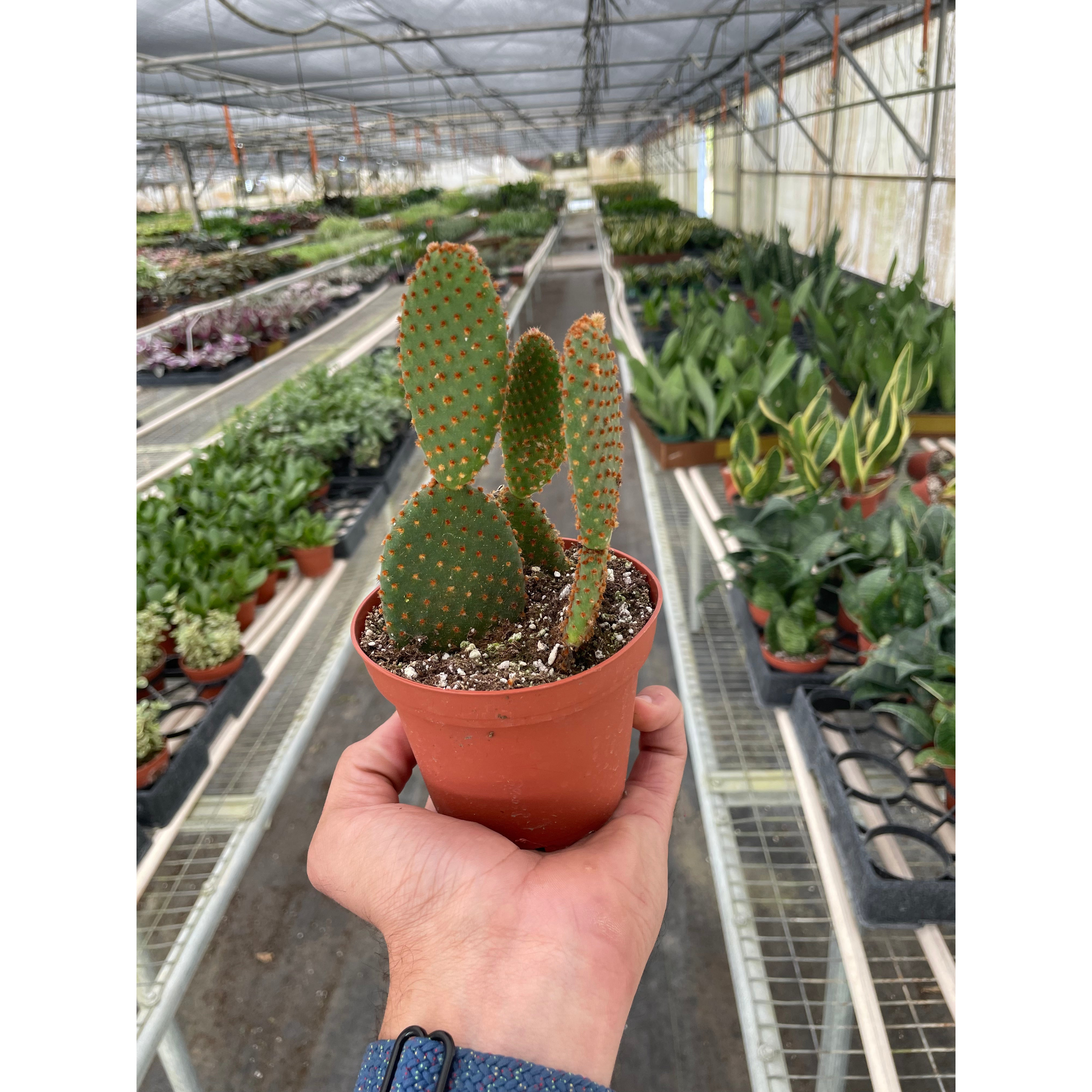 Opuntia 'Microdasys' (Bunny Ear Cactus)