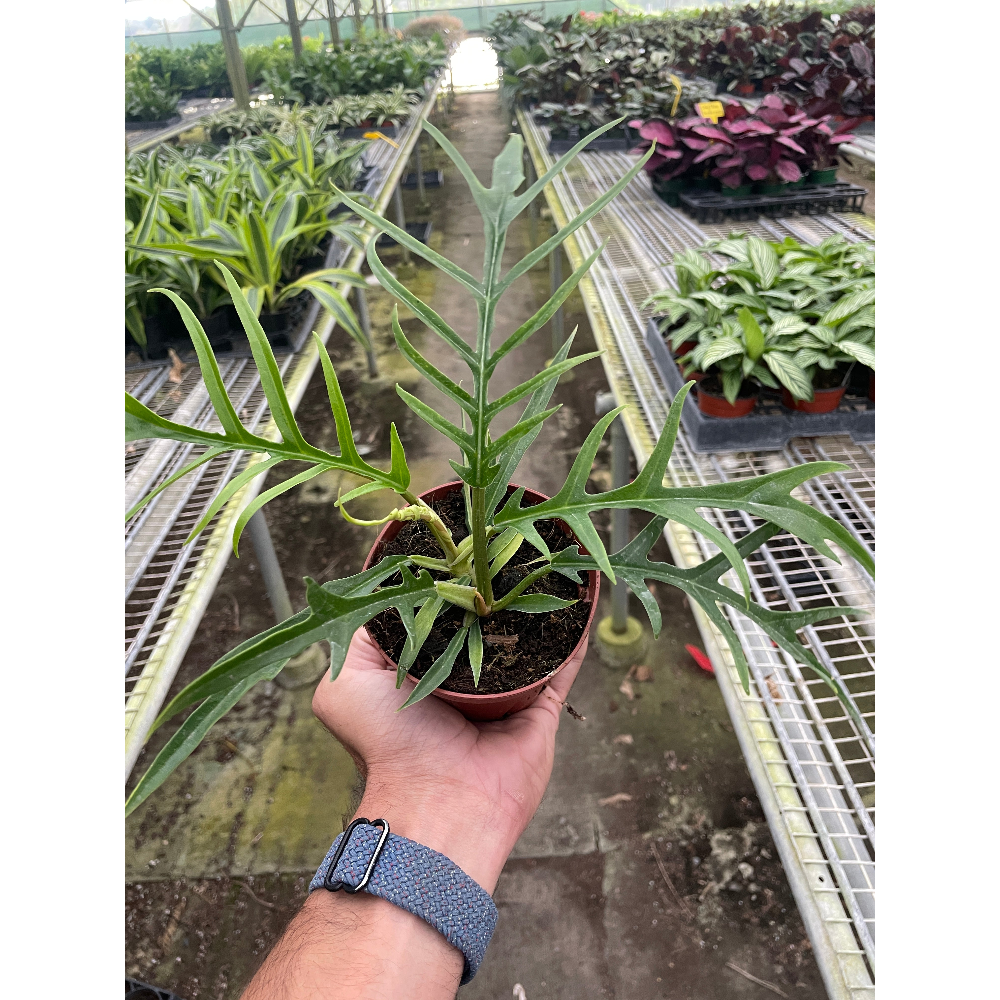 Hand holding a potted plant in a greenhouse setting