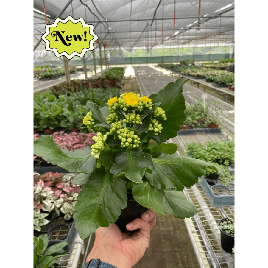 Potted plant with yellow flowers held in a greenhouse setting, featuring a 'New!' label.