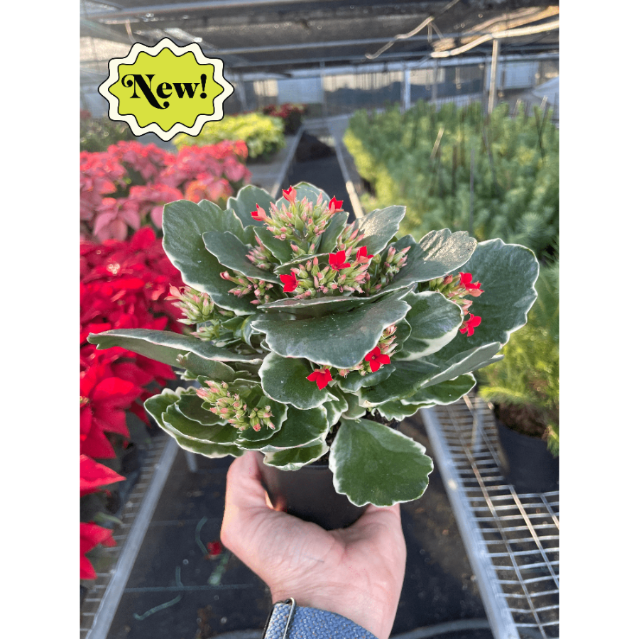 Hand holding a potted plant with red flowers in a greenhouse setting