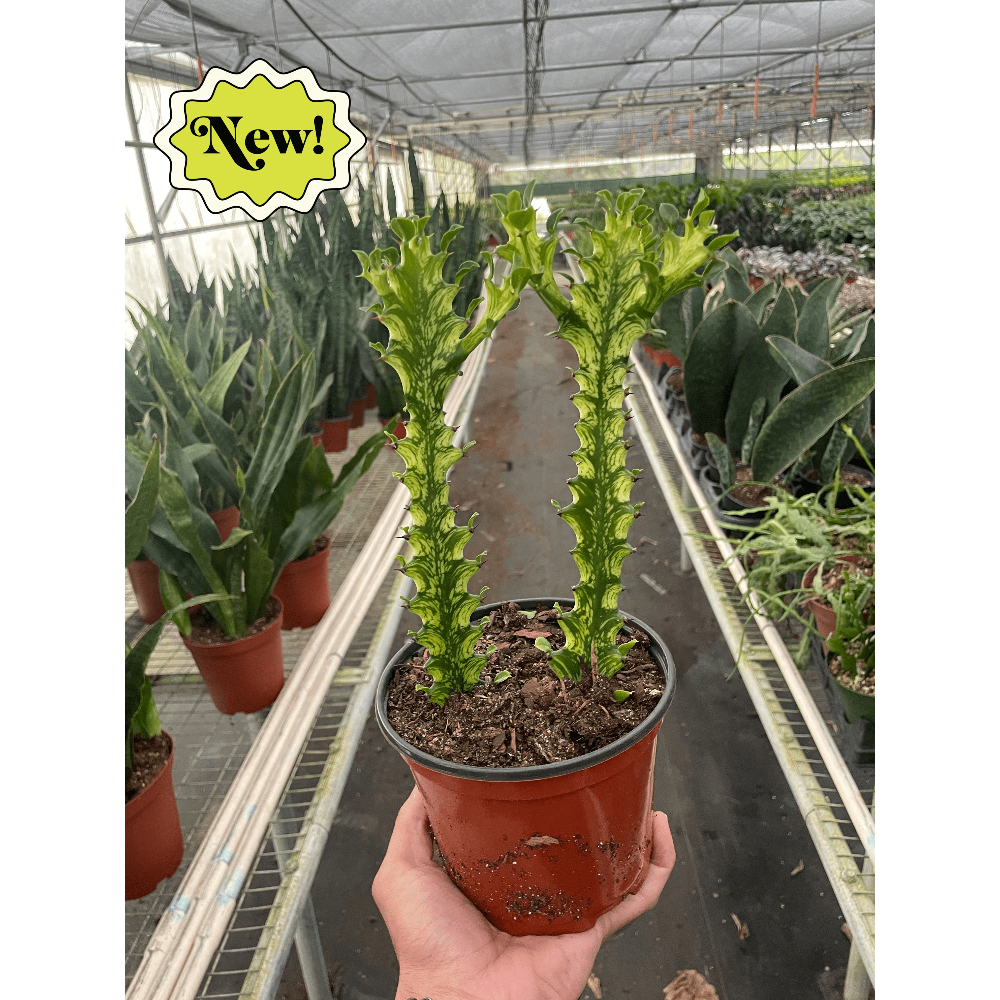 Hand holding a potted plant with 'New!' label in a greenhouse setting