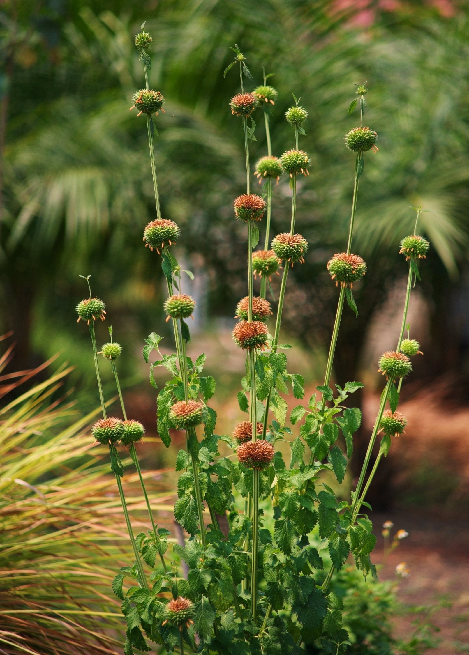 Klip Dagga (Leonotis nepetifolia)
