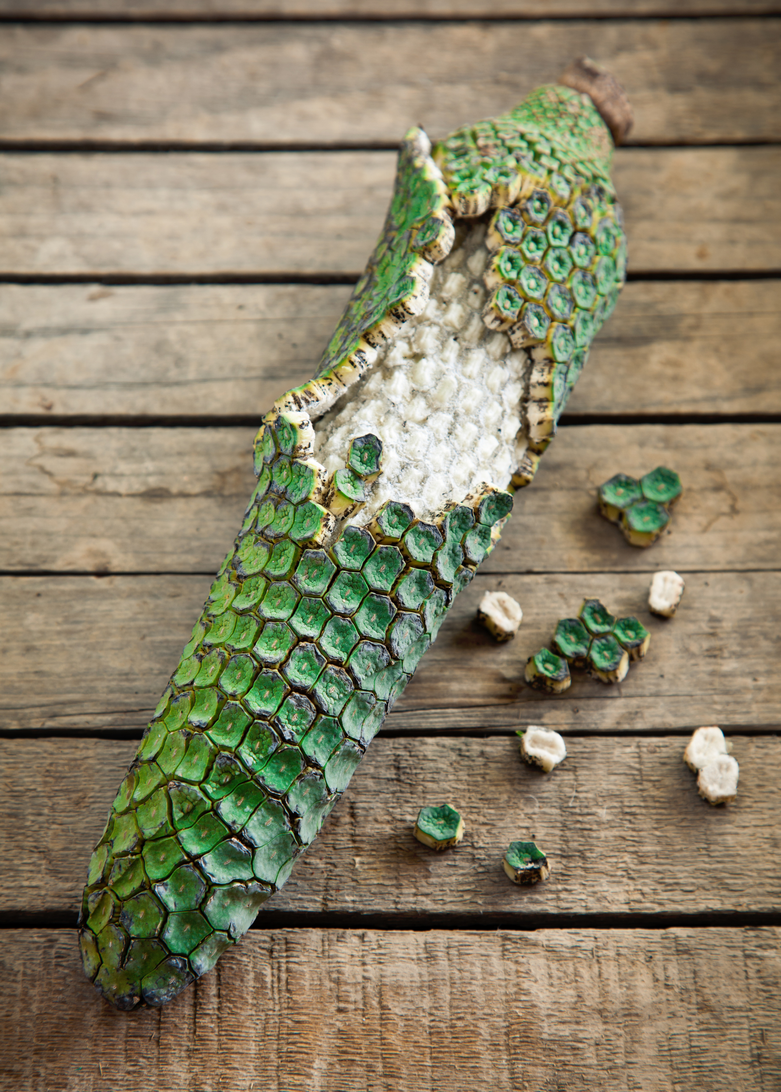 Monstera, Swiss Cheese Plant (Monstera deliciosa)