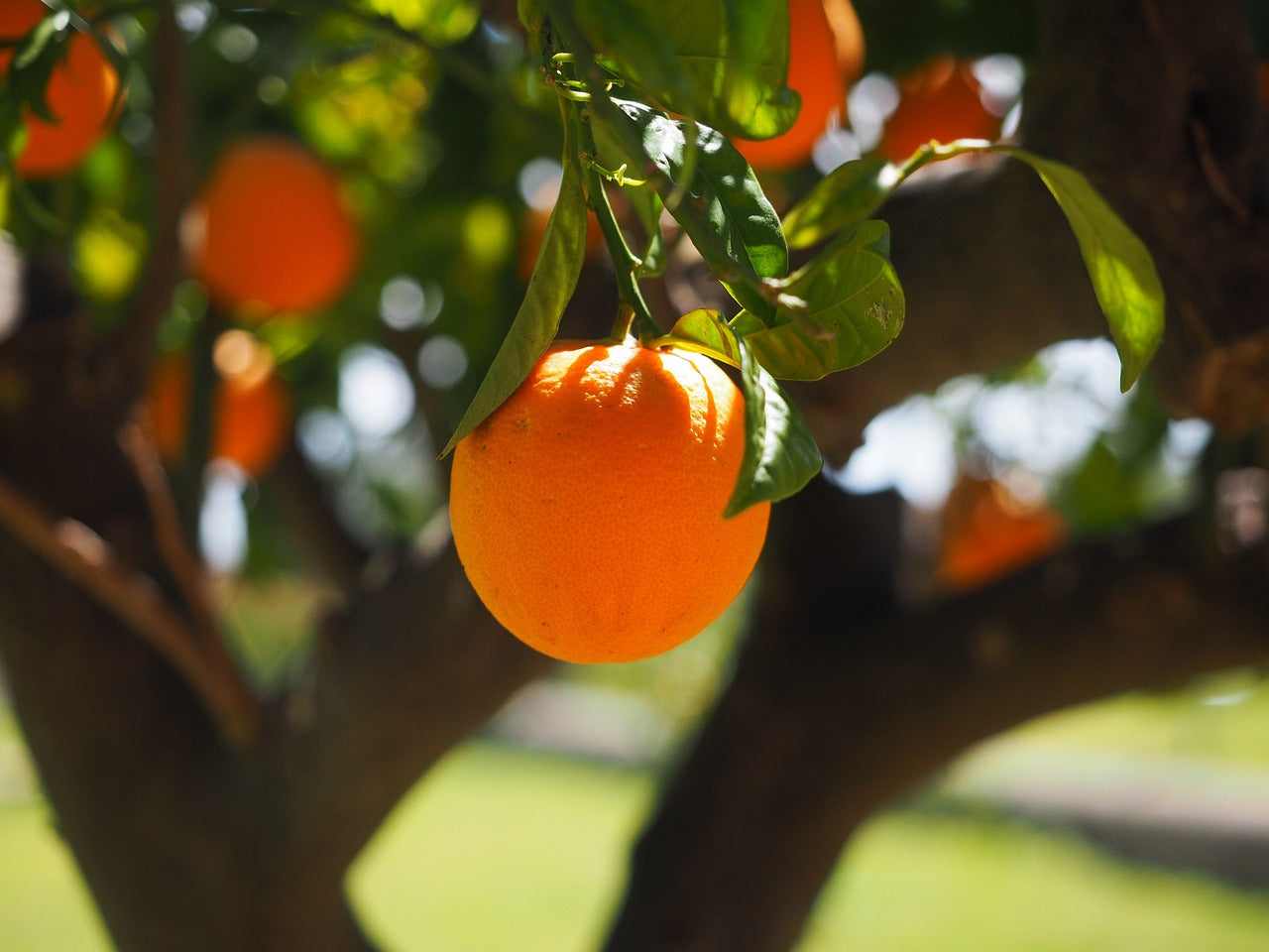 Navel Orange Tree