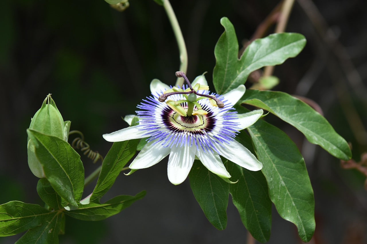 Passion Fruit Vine with purple flowers and green climbing leaves on trellis