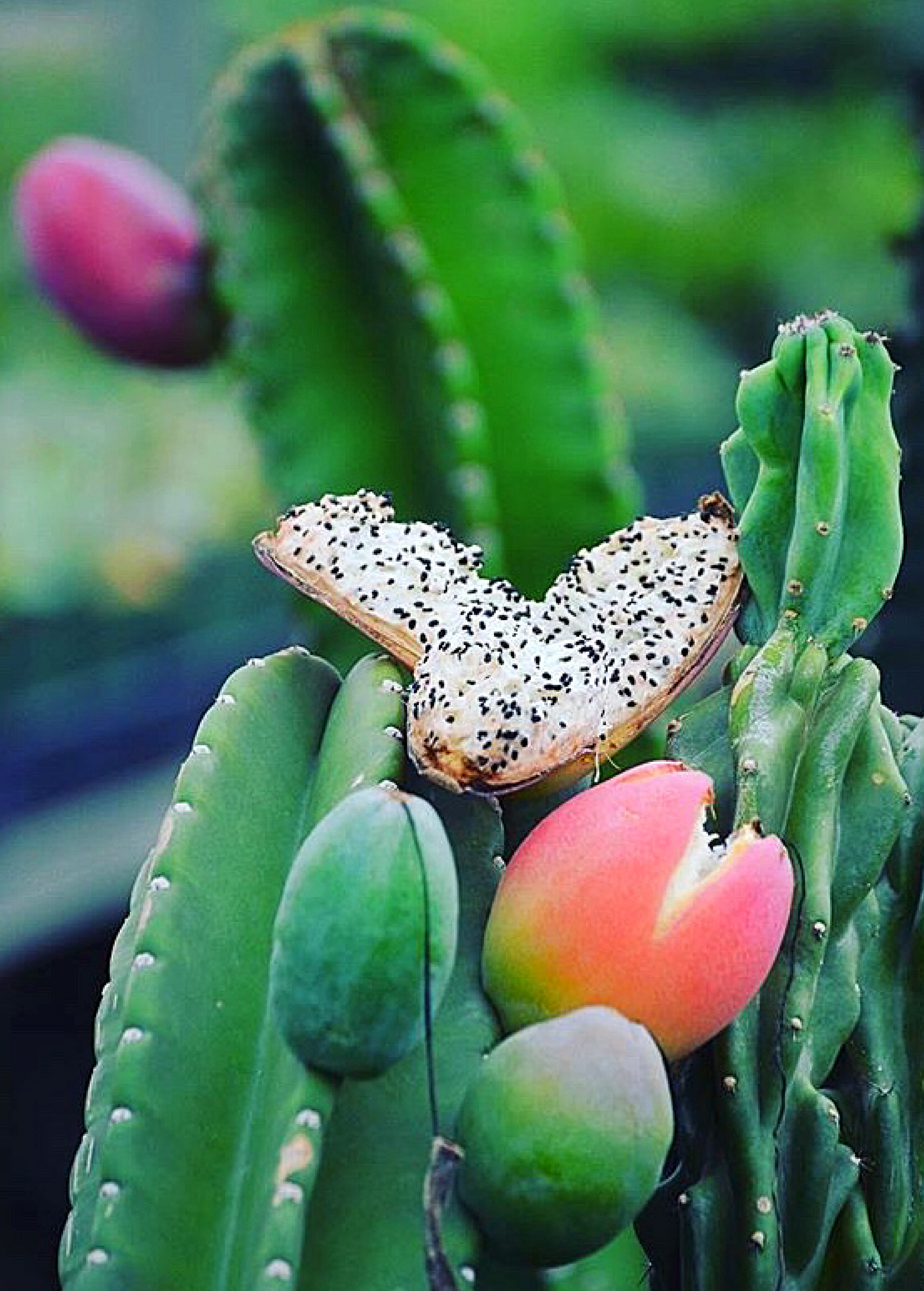 Peruvian Apple Cactus (Cereus repandus)
