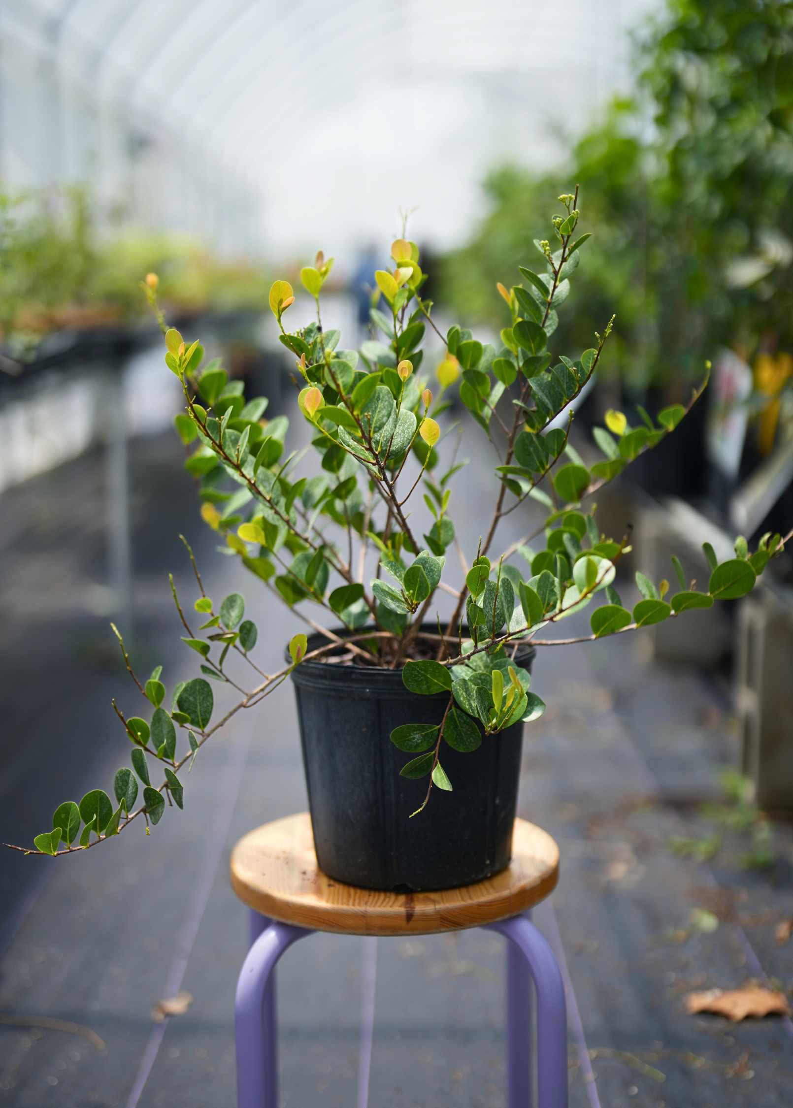 Red-tipped Cocoplum (Chrysobalanus icaco)