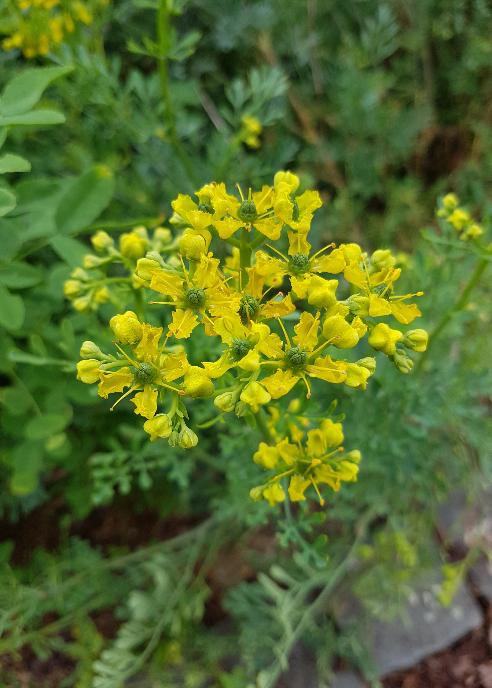 Rue (Ruta graveolens)