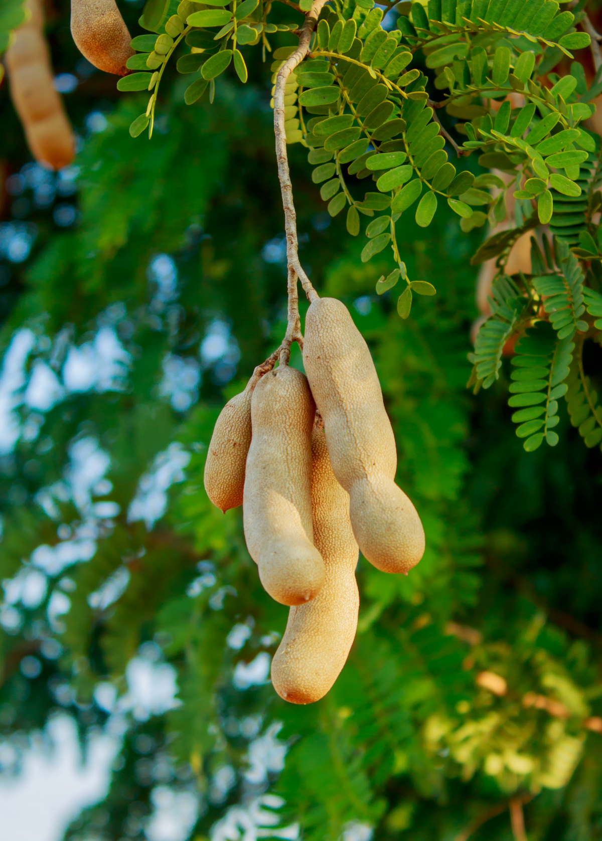 Tamarind, Tart (Tamarindus indica)