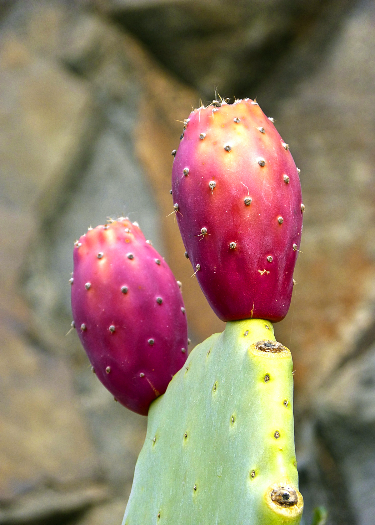 Prickly Pear (Opuntia ficus-indica)