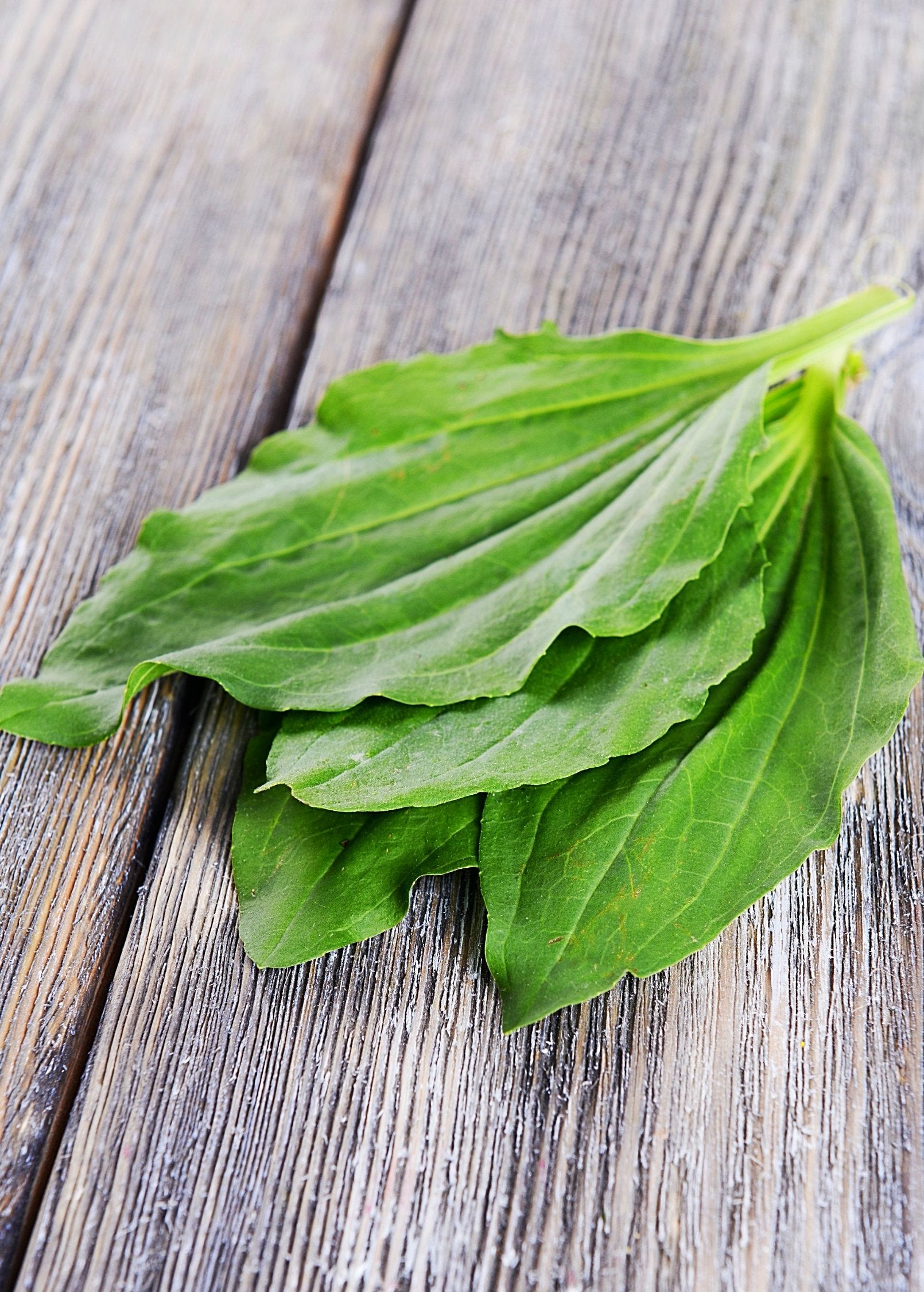Sweet Plantain Herb, Broadleaf (Plantago major)