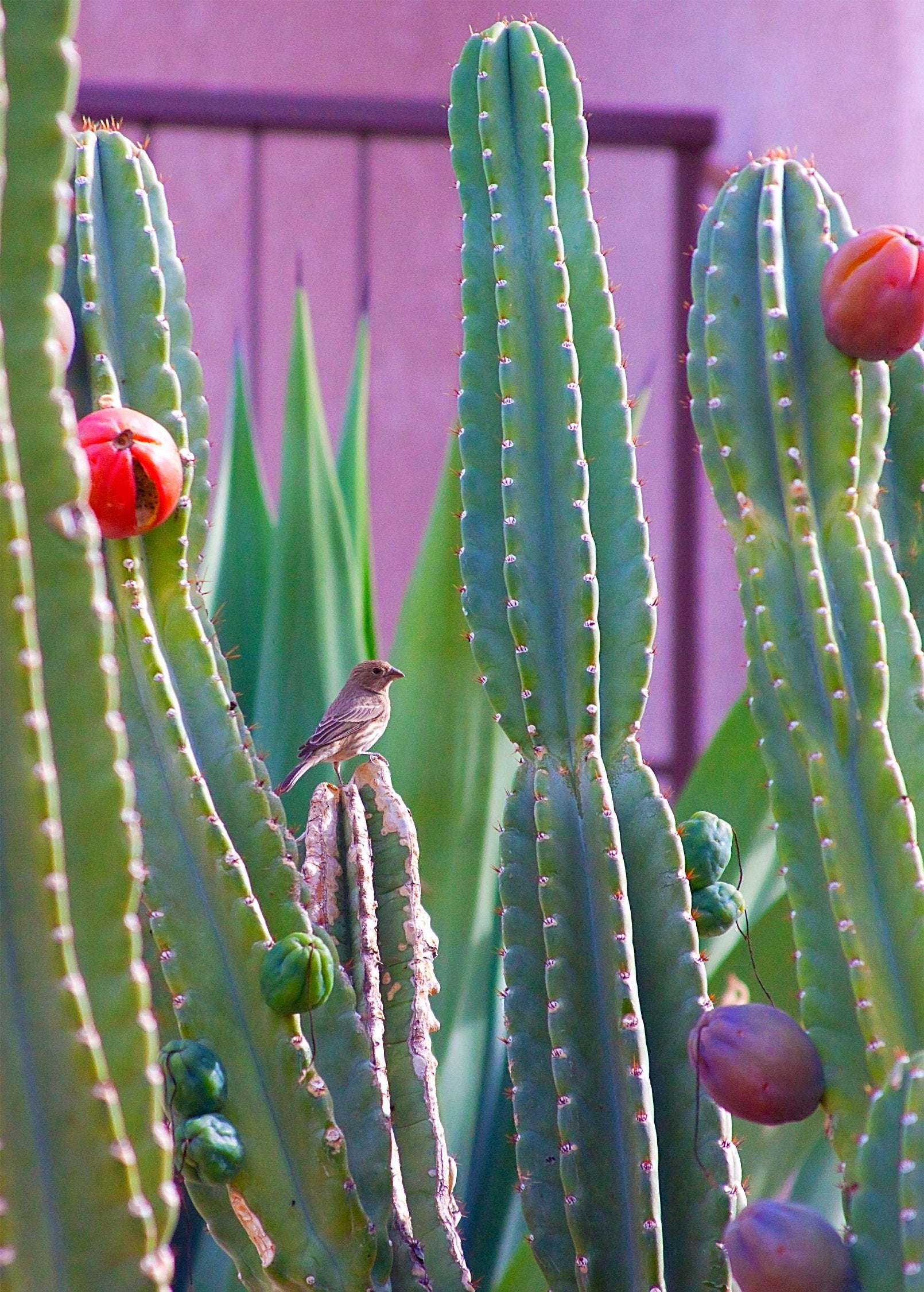 Peruvian Apple Cactus (Cereus repandus)