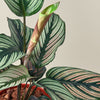 Calathea 'White Star'