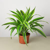 Dracaena 'Lemon Lime'