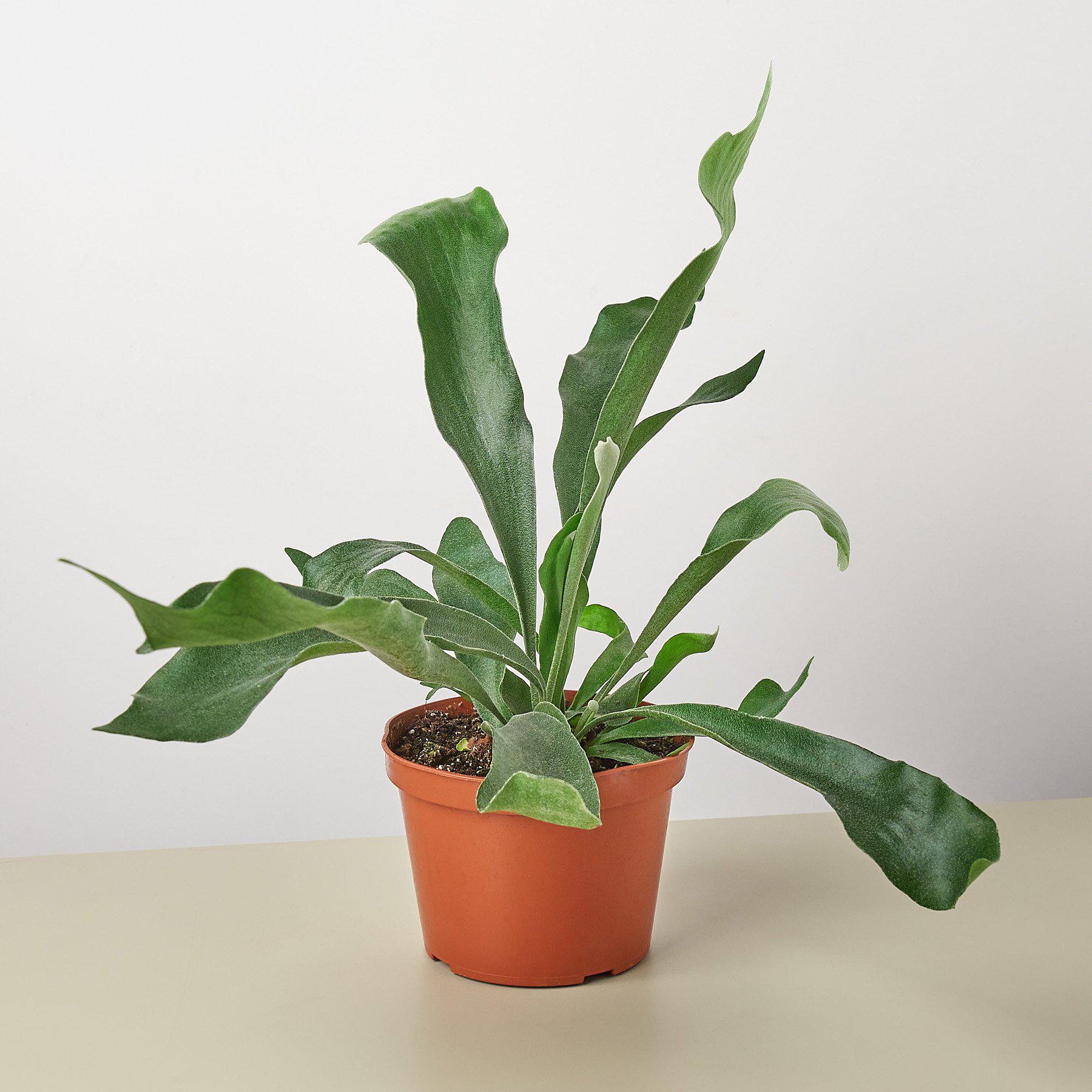 Staghorn Fern