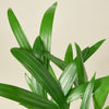 Areca Palm