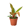 Philodendron 'Prince of Orange'