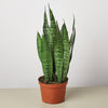 Snake Plant 'Zeylanica'