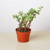 Succulent Portulacaria 'Rainbow Bush'