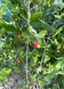 Maiden Berry (Crossopetalum rhacoma)