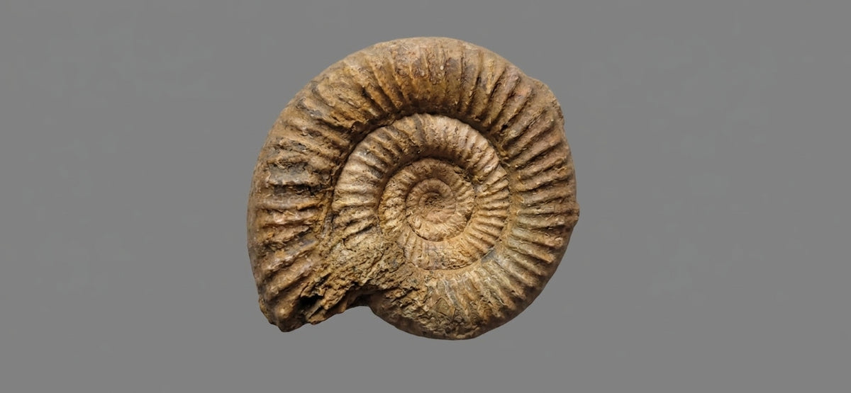 Fossil Ammonite Shell Brown Natural Spiral Decorative Specimen - Image 1