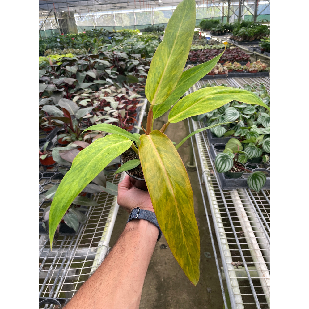Hand holding a young plant in a greenhouse setting with other plants in the background