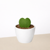 Hoya 'Sweetheart'