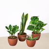 Easy Care Variety Bundle