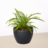 Lemon Button Fern