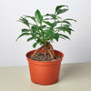 Ficus 'Ginseng'