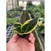 Snake Plant 'Black Gold'