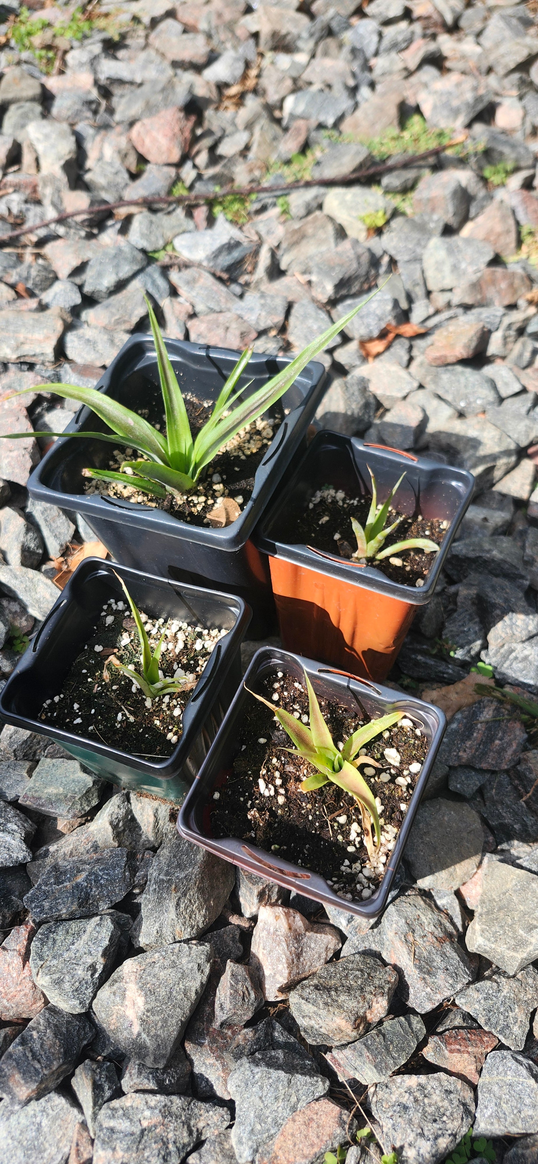 Grow Your Own Pineapple