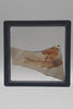 Real Fish Fossil In Protective Case