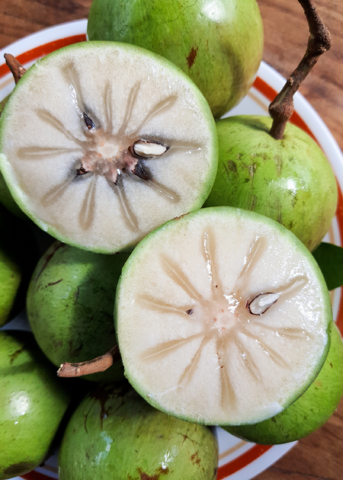 Green Caimito, Star Apple (Chrysophyllum cainito)