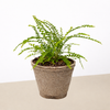 Lemon Button Fern