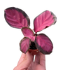 Calathea 'Purple Rose'