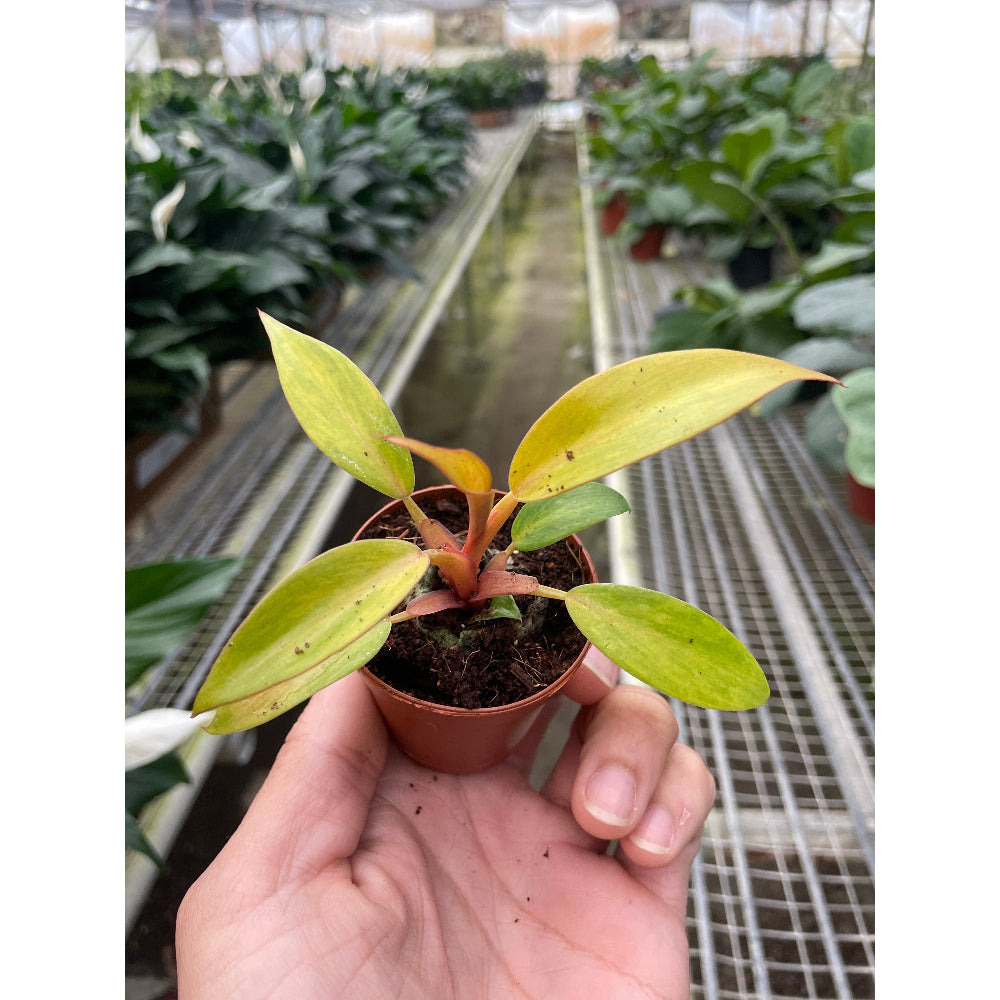 Small potted plant held in a hand with greenhouse in the background