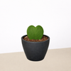 Hoya 'Sweetheart'