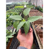 Pothos 'Cebu Blue'