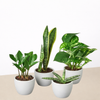 Easy Care Variety Bundle