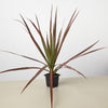 Dracaena 'Colorama'