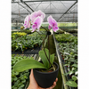 Orchid 'Light Pink Phalaenopsis'