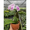 Orchid 'Light Pink Phalaenopsis'