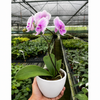 Orchid 'Light Pink Phalaenopsis'