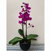 Orchid 'Purple Phalaenopsis'