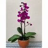 Orchid 'Purple Phalaenopsis'