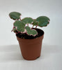 Saxifraga Tricolor