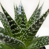 Succulent Gasteria Durban