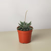 Succulent Haworthia Miami